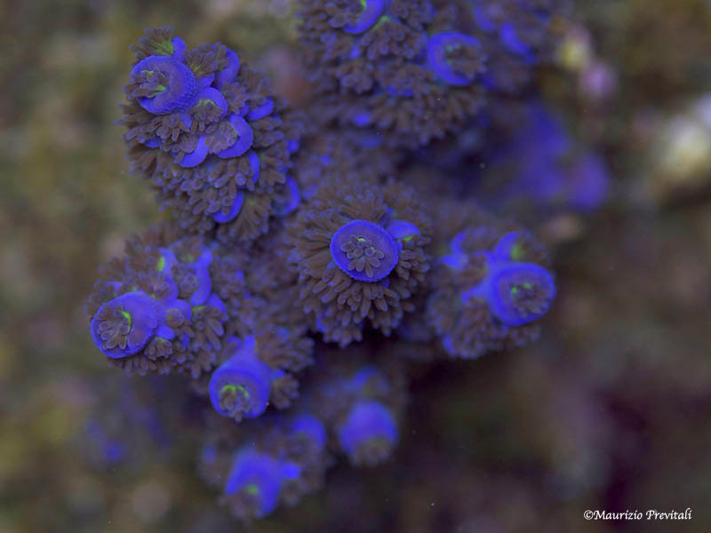 Acropora Tenuis illuminata led