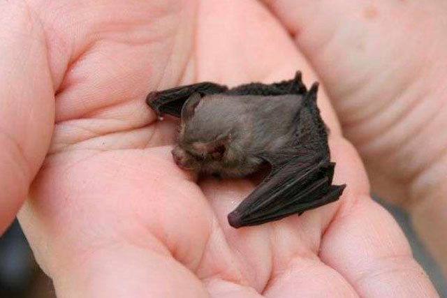 Il pipistrello più piccolo del mondo