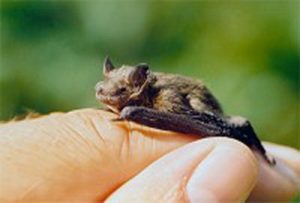 il-pipistrello-piu-piccolo-del-mondo