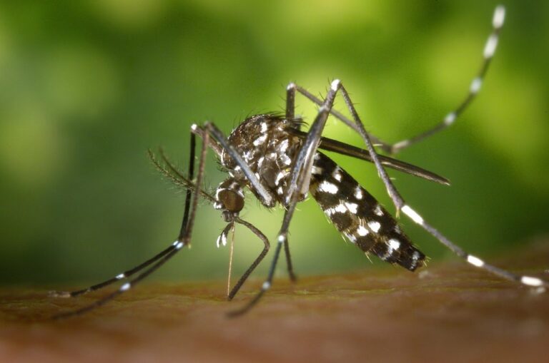 Zanzare modificate geneticamente, per combattere la malaria